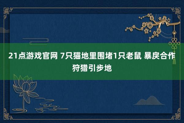 21点游戏官网 7只猫地里围堵1只老鼠 暴戾合作狩猎引步地